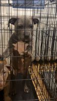 American Bully Puppies for sale in Minneapolis, Minnesota. price: $1,000