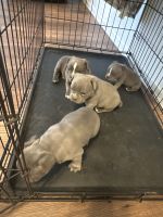 American Bully Puppies for sale in Dallas, Texas. price: $1,500