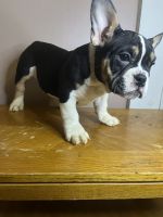 American Bully Puppies for sale in New Haven, Connecticut. price: NA