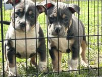 American Bully Puppies for sale in Mt. Vernon, Kentucky. price: $2,000