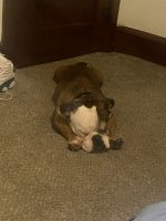 American Bully Puppies for sale in Nazareth, Pennsylvania. price: $950