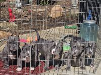 American Bully Puppies for sale in Valdese, North Carolina. price: $1,900