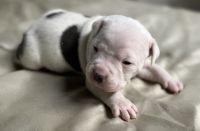 American Bully Puppies for sale in Warren, Michigan. price: $750