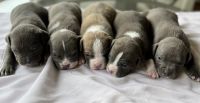 American Bully Puppies for sale in Warren, Michigan. price: $750