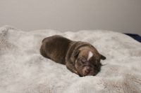 American Bully Puppies for sale in Denver, Colorado. price: NA