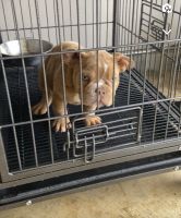 American Bully Puppies for sale in Senatobia, Mississippi. price: $5,000