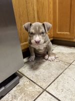 American Bully Puppies for sale in Catonsville, Maryland. price: $1,000