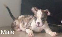 American Bully Puppies for sale in Chicago, Illinois. price: $300