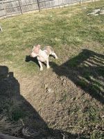 American Bully Puppies for sale in Toledo, Ohio. price: $1,000
