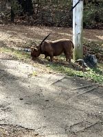American Bully Puppies for sale in Madison, Mississippi. price: $2,500