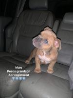 American Bully Puppies for sale in New Bedford, Massachusetts. price: $2,000
