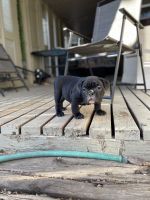 American Bully Puppies for sale in Fort Collins, CO, USA. price: $1,500