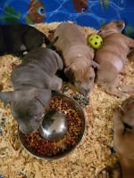 American Bully Puppies for sale in Minneapolis, Minnesota. price: $1,200