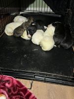 American Bully Puppies for sale in Raleigh, NC, USA. price: $150