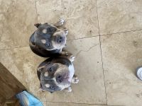 American Bully Puppies for sale in Cerritos, California. price: $2,500