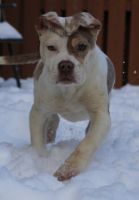American Bully Puppies for sale in Pittsburgh, Pennsylvania. price: $1