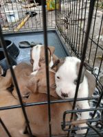 American Bully Puppies for sale in Orlando, Florida. price: $500