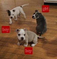 American Bully Puppies for sale in Suffield, Connecticut. price: $500