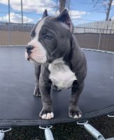 American Bully Puppies for sale in Monroe, MI, USA. price: $2,500