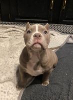 American Bully Puppies for sale in Monroe, MI, USA. price: $2,500