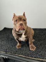 American Bully Puppies for sale in New York, New York. price: $3,800