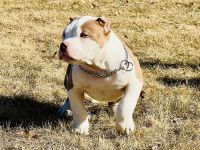 American Bully Puppies for sale in Wausau, Wisconsin. price: NA