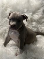 American Bully Puppies for sale in Dallas, Texas. price: $2,000