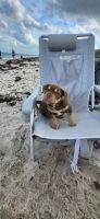 American Bully Puppies for sale in Miami Gardens, Florida. price: $4,000
