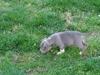 American Bully Puppies for sale in Sandston, Virginia. price: NA