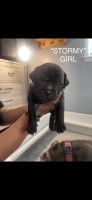 American Bully Puppies for sale in Milwaukee, Wisconsin. price: $1,500