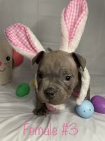 American Bully Puppies for sale in Houston, Texas. price: $4,000