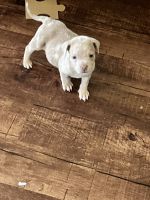 American Bully Puppies for sale in Little Rock, Arkansas. price: $2,500