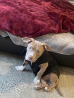 American Bully Puppies for sale in Salem, Oregon. price: $500