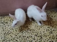 American Chinchilla Rabbits for sale in Kim Rd, Shanti Nagar, Kim, Gujarat 394110, India. price: 500 INR