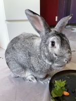 American Chinchilla Rabbits for sale in Miramar, FL 33027, USA. price: NA
