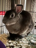 American Chinchilla Rabbits for sale in NO HUNTINGDON, PA 15642, USA. price: NA