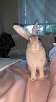 American Chinchilla Rabbits for sale in SE Sunnybrook Blvd, Oregon 97015, USA. price: NA