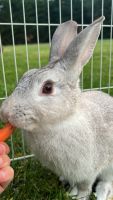 American Chinchilla Rabbits for sale in Garner, NC, USA. price: NA