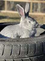American Chinchilla Rabbits for sale in Wellington, KY, USA. price: NA