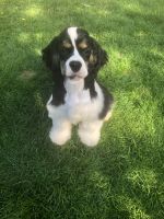 American Cocker Spaniel Puppies for sale in Vancouver, WA, USA. price: NA