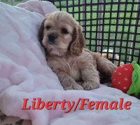 American Cocker Spaniel Puppies for sale in Price, UT 84501, USA. price: NA
