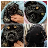 American Cocker Spaniel Puppies for sale in Gainesville, FL, USA. price: NA
