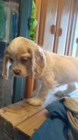 American Cocker Spaniel Puppies for sale in Williamstown, OH 45897, USA. price: NA