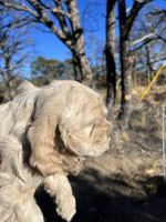 American Cocker Spaniel Puppies for sale in Trinidad, CO 81082, USA. price: NA