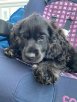 American Cocker Spaniel Puppies for sale in Houston, TX, USA. price: NA