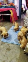 American Cocker Spaniel Puppies for sale in Kharagpur Railway Station Rd, Kharagpur, West Bengal 721301, India. price: 12000 INR
