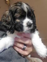 American Cocker Spaniel Puppies for sale in Portland, ME, USA. price: $1,600