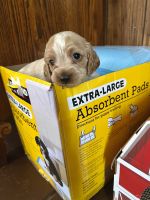 American Cocker Spaniel Puppies for sale in Fontana, CA, USA. price: $1,000