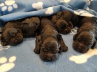 American Cocker Spaniel Puppies for sale in Mission, BC, Canada. price: $1,500