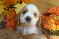 American Cocker Spaniel Puppies for sale in Lansing, MI, USA. price: $900